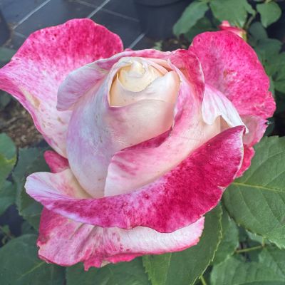 Edelrose 'Parfum Tropical'