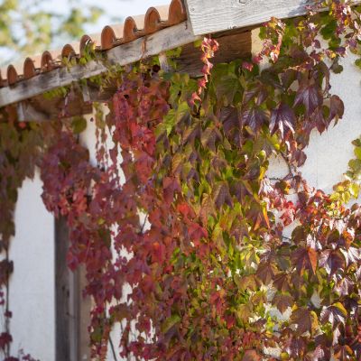5-Fach gelappter Wilder Wein 5-Fach gelappter Wilder Wein