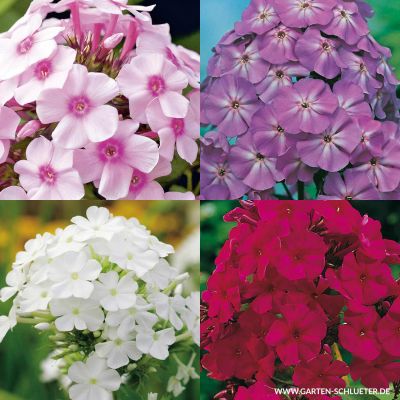 Gartenphlox Mischung - 4 Stück Gartenphlox Mischung - 4 Stück