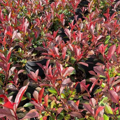 Glanzmispel 'Robusta Compact' Glanzmispel 'Robusta Compact'