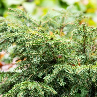 Die Nest-Fichte 'Nidiformis'