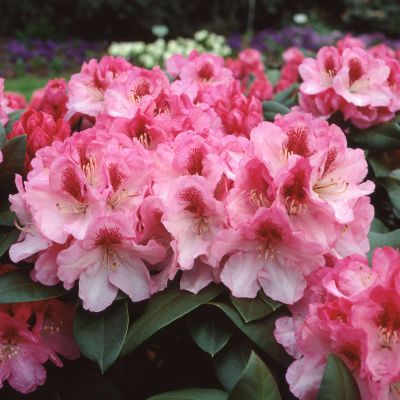 Ball-Rhododendron 'Nicoletta®'