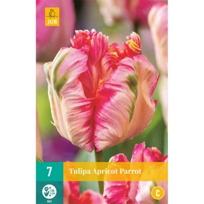 Papageien-Tulpe 'Apricot Parrot' - 7 Stück