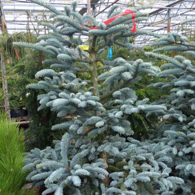 Blaue Edeltanne/Silbertanne 'Glauca' Blaue Edeltanne/Silbertanne 'Glauca'