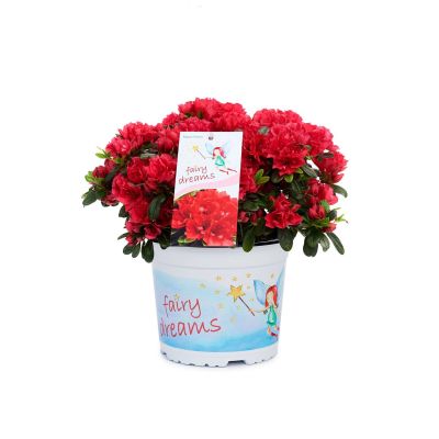Feenland Azalee 'Fairy Dreams® Majas Rubin®' Feenland Azalee 'Fairy Dreams® Majas Rubin®'