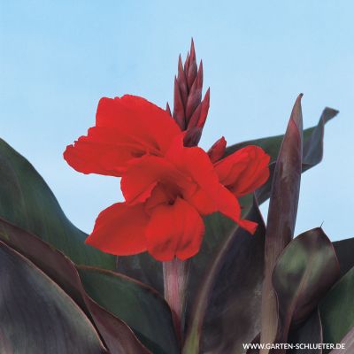 Canna 'Red King Humbert' - 1 Stück