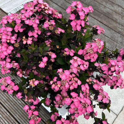 Gartenhortensie 'Daredevil®' Gartenhortensie 'Daredevil®'