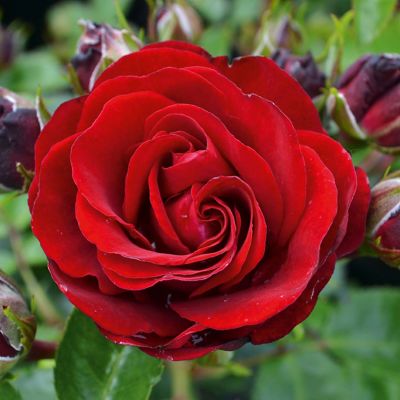 Zwergrose 'Medley Ruby®' Zwergrose 'Medley Ruby®'