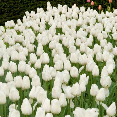 Triumph-Tulpen 'Weiß'  ab 25 Stück Triumph-Tulpen 'Weiß'  ab 25 Stück