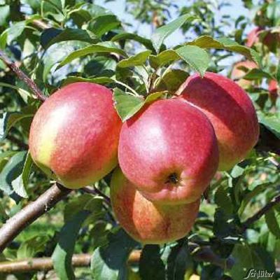 Apfel 'Rewena' - Busch