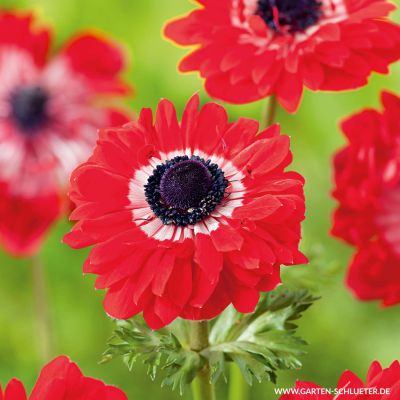 St. Brigid-Anemone 'The Governor' - 15 Stück St. Brigid-Anemone 'The Governor' - 15 Stück