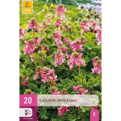 Rosa Lerchensporn 'Beth Evans' - 20 Stück