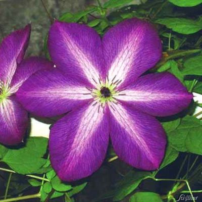 Clematis 'Venosa Violacea' Clematis 'Venosa Violacea'
