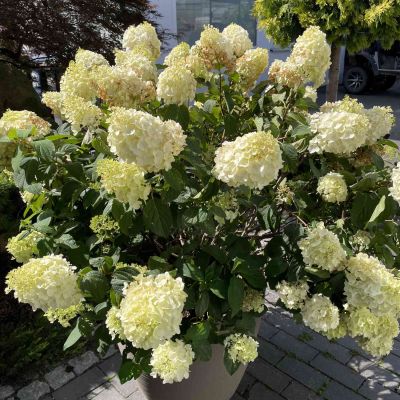 Rispenhortensie Gardenlights® 'Whitelight' Rispenhortensie Gardenlights® 'Whitelight'