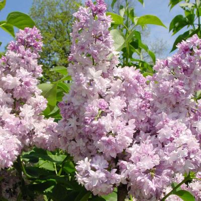 Edelflieder 'Rose de Moscow' Edelflieder 'Rose de Moscow'