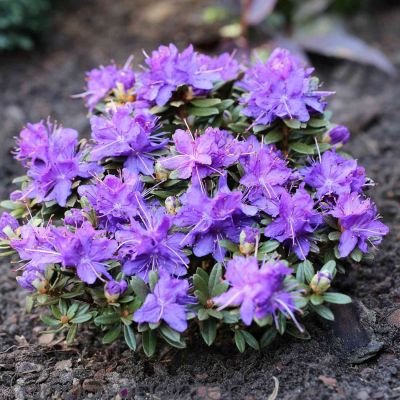 Rhododendron 'Azurika'