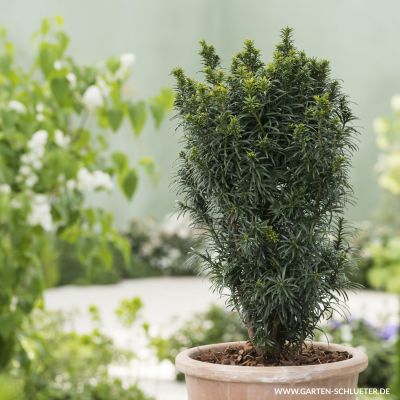 Die schwarzgrüne Eibe Die schwarzgrüne Eibe