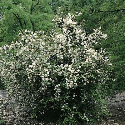 Duftender Bauernjasmin - Pfeifenstrauch