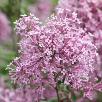 Zwergflieder 'Bloomerang® Pink Perfume'