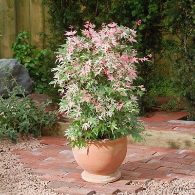 Dreifarben-Fächerahorn 'Oridono nischiki'