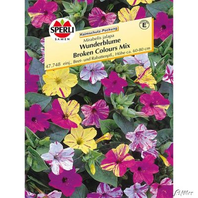 Wunderblume 'Broken Colours Mix' (Sperli)