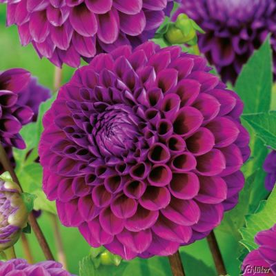 Balldahlie 'Diva'