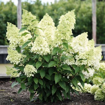 Rispenhortensie 'Magical Matterhorn'