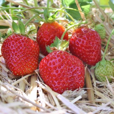 Erdbeeren 'Donna®' - 10 Stück Erdbeeren 'Donna®' - 10 Stück