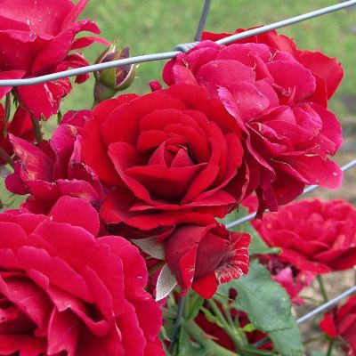 Kletterrose 'Santana®' Kletterrose 'Santana®'