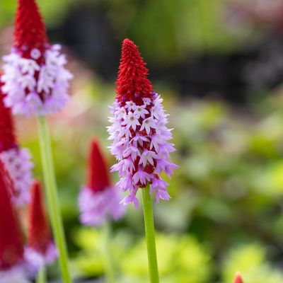 Orchideenprimel - 3 Stück Orchideenprimel - 3 Stück