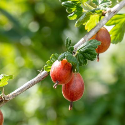 Stachelbeere 'Crispa® Darling®' Stachelbeere 'Crispa® Darling®'