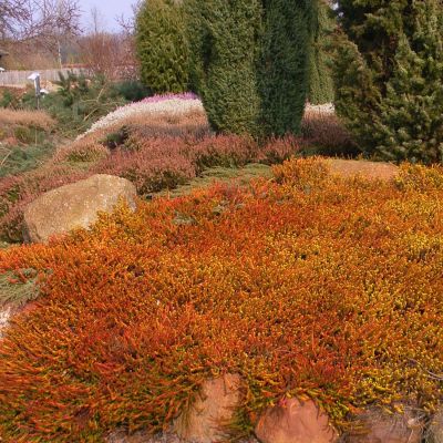 Bodendeckerheide 'Bernstein' Bodendeckerheide 'Bernstein'