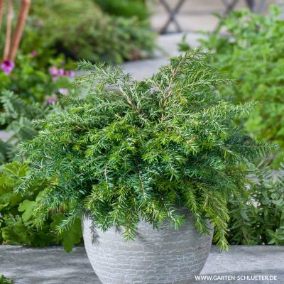 Kissen-Hemlocktanne 'Jeddeloh' Kissen-Hemlocktanne 'Jeddeloh'