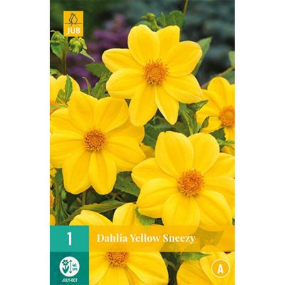 Gallery-Dahlie 'Yellow Sneezy'
