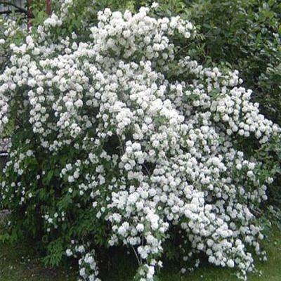Gefüllter Gartenjasmin / Pfeifenstrauch