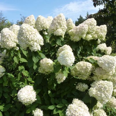 Rispenhortensie 'Limelight' Rispenhortensie 'Limelight'
