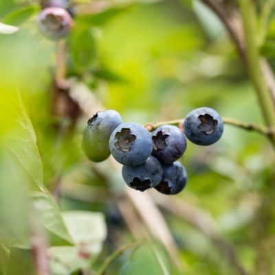 Heidelbeere 'Blue Dessert®' Heidelbeere 'Blue Dessert®'