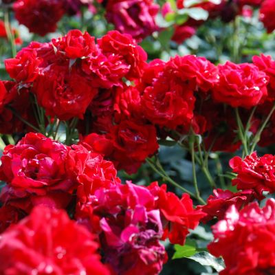 Beetrose 'Nina Weibull®' Beetrose 'Nina Weibull®'