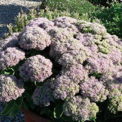 Garten-Fettblatt 'Brilliant' Garten-Fettblatt 'Brilliant'