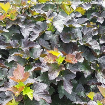 Schwarze Johannisbeere 'Black'n'Red®' Schwarze Johannisbeere 'Black'n'Red®'