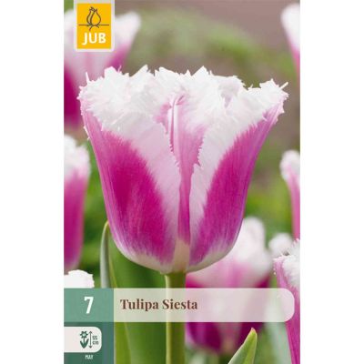 Gefranste Tulpe 'Siesta' - 7 Stück