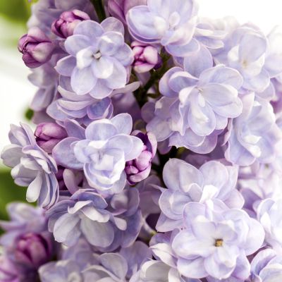 Edelflieder 'Michel Buchner' Syringa vulgaris Edelflieder 'Michel Buchner' Syringa vulgaris