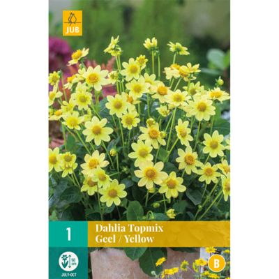 Dahlie Topmix in gelb Dahlie Topmix in gelb