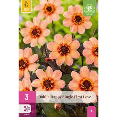 Dunkellaubige Dahlie 'Happy Single First Love' - 3 Stück