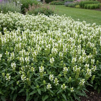 Großblütige Braunelle 'Alba'