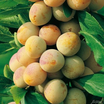 Zwerg-Mirabelle 'Nancy' Zwerg-Mirabelle 'Nancy'