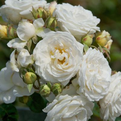 Kletterrose 'Perfume Dreams®' Kletterrose 'Perfume Dreams®'