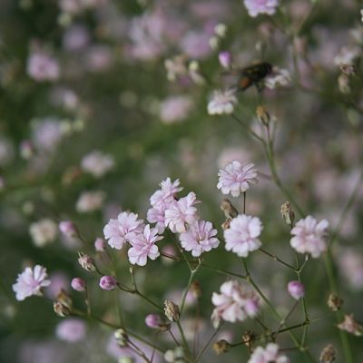 Teppich-Schleierkraut 'Rosenschleier' Teppich-Schleierkraut 'Rosenschleier'