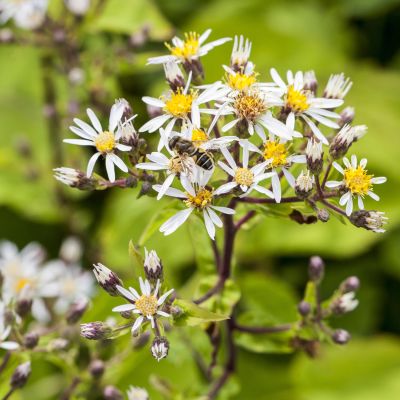 Weiße Sommer-Wald-Aster Weiße Sommer-Wald-Aster