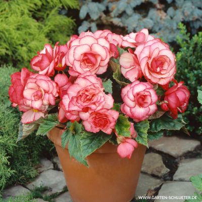 Begonie 'Picotee Weiß-Rot' - 3 Stück Begonie 'Picotee Weiß-Rot' - 3 Stück